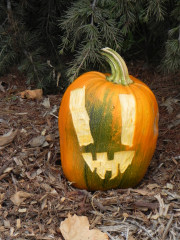Window, Nipomo Pumpkin Patch best carving idea